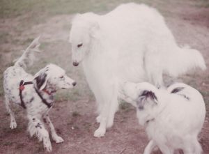 Shaina & Gwydion with borzoi