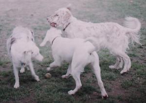 Gwen, Blizzard & Penny