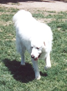 Charlie walking