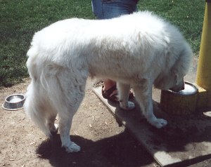 Charlie getting a drink