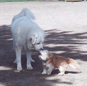 Charlie talks to a little dog