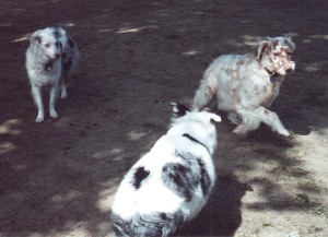 Gwen, Gwydion & Penny