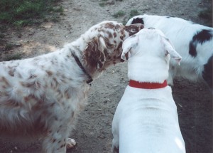 Penny, Blizzard, & Gwydion